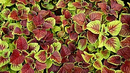 天性,壁纸,背景图像