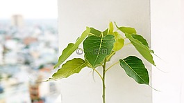 天性,蔬菜,绿树