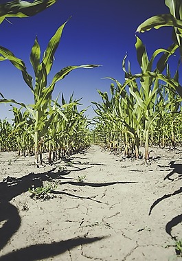 玉米,字段,农业