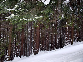 森林,冬季,针叶林
