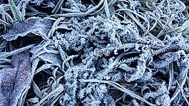 雪,冷,冰激淋
