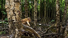 森林,猴子,蔬菜