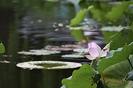 荷花,莲花,花卉