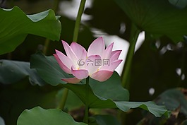 荷花,花卉,莲花