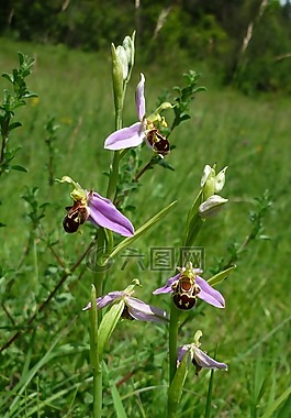 蜜蜂的兰花,德国兰花,山草甸