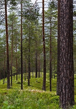 森林,草地,树干