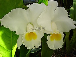 花,洁白的花朵,水仙