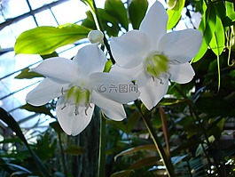花,洁白的花朵,兰花
