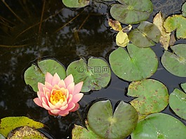 花,百合港口,湖