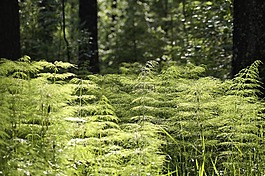 森林,植被,环境