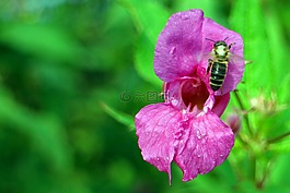 香脂,喜马拉雅山苦瓜,凤仙花 glandulifera