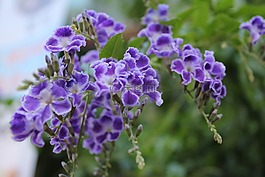鲜花,小花,紫色的花朵