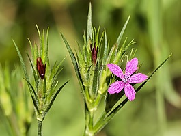 香石竹,花,开花