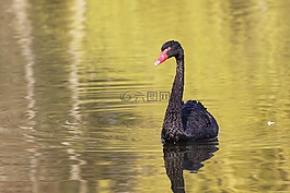 天鹅,黑天鹅,鸟