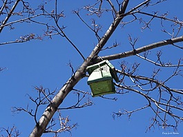 避难,鸟,天空