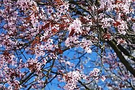 樱花,樱桃,开花