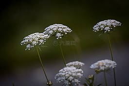 胡萝卜,野生胡萝卜,厂