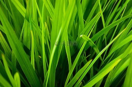 农业,背景,刀片