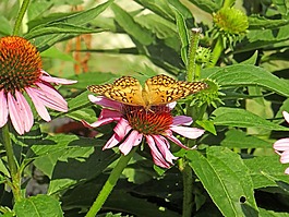 蝴蝶,coneflower,自然