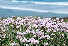 粉红色的花朵,粉红色的花,春