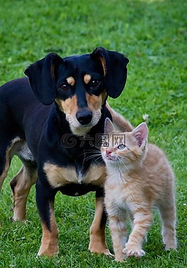 猫,狗,动物