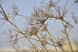树枝,深圳,素材