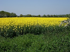 菜子,自然,景观
