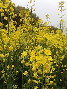 油菜花,风景,花园