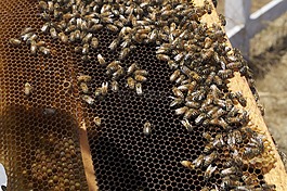 蜂蜜,蜜蜂,蜂蜜罐