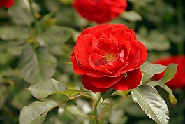 花,美容,柔情