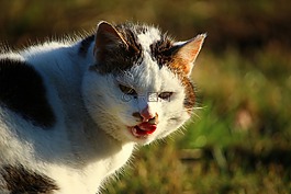 猫,草地,国内的猫