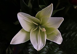 白百合,花的,植物