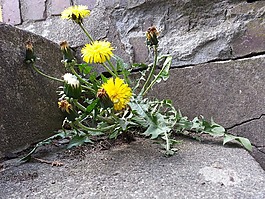 蒲公英,墙,花
