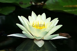 水中百合,花卉,植物