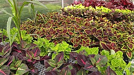 鲜花,花店,温室