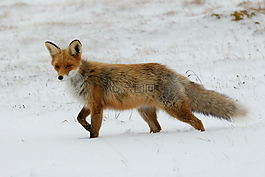 福克斯,红色,redfox