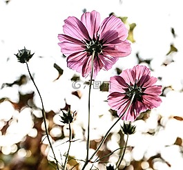 鲜花,花,菲奥雷