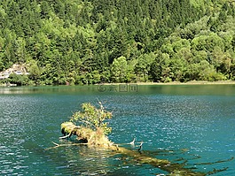 枯枝,水面,九寨