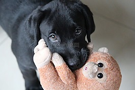 dog,小狗,可爱