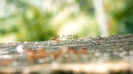 蚂蚁,蚂蚁蛋,单一只蚂蚁