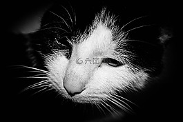 猫,基蒂,黑色和白色的猫