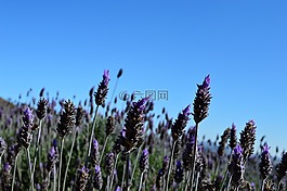 熏衣草,花薰衣草,种植薰衣草