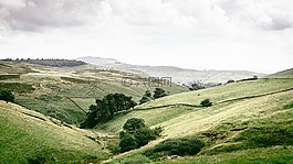 风景,景观,草甸