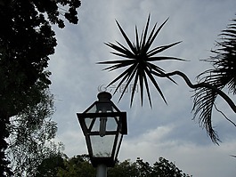对比度,植物,背光