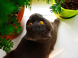 pet,cat,猫