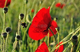 罂粟,蜜蜂,赫梅尔