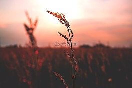 自然,平原,草