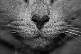 猫,猫的,鼻子