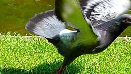 鸽子,离境,运动