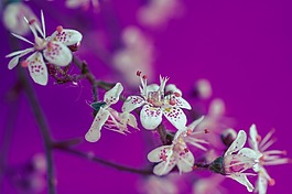 虎耳草cuneifolia,keilblättriger虎耳草,鲜花